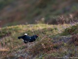 Birkhahn beim Balzen